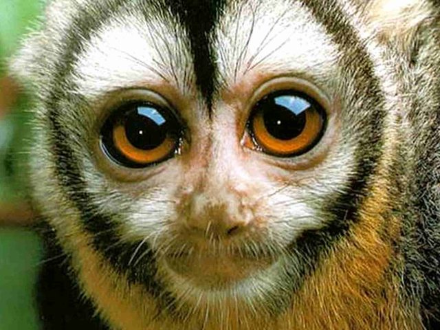 MANU CAMPING TOUR RESERVE 7 DAYS